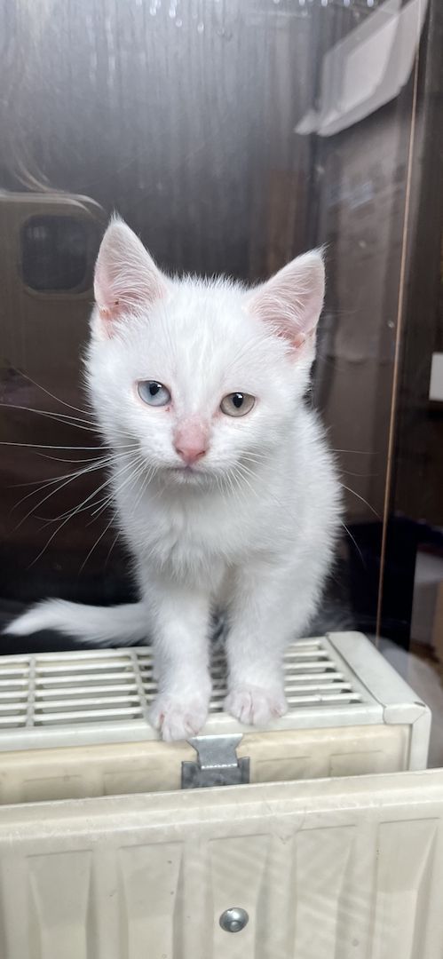 Khao Manee, Maine Coon, EKH