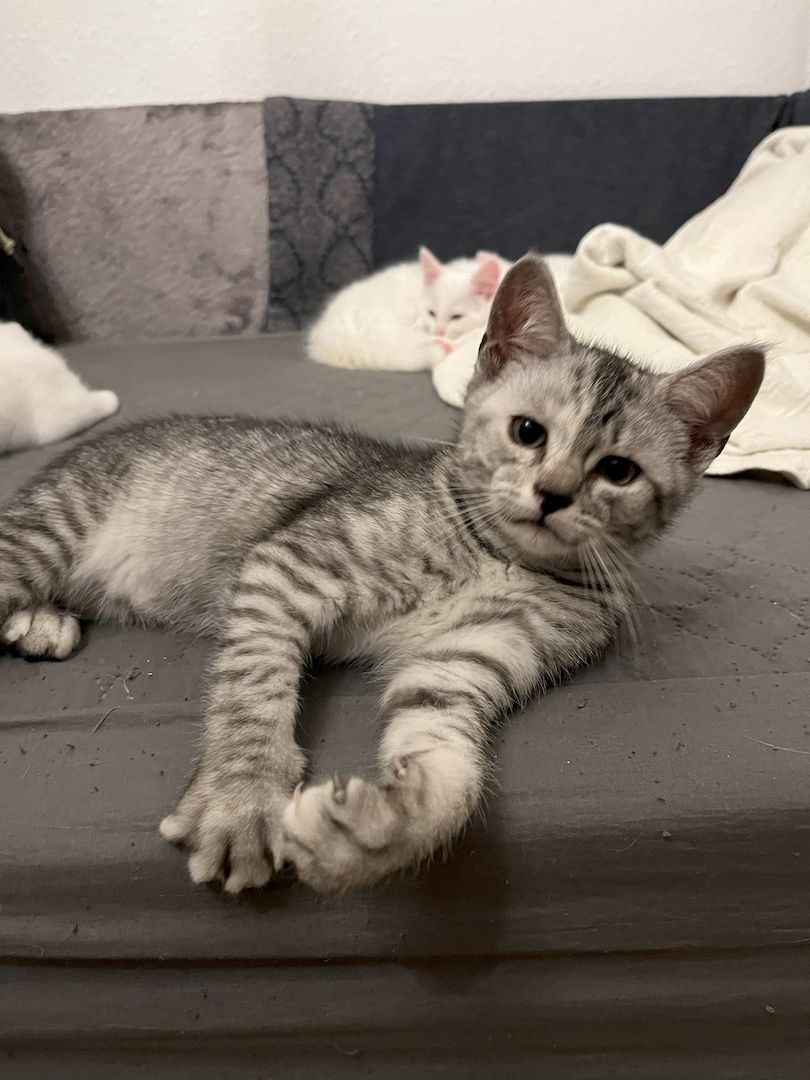 Khao Manee, Maine Coon, EKH