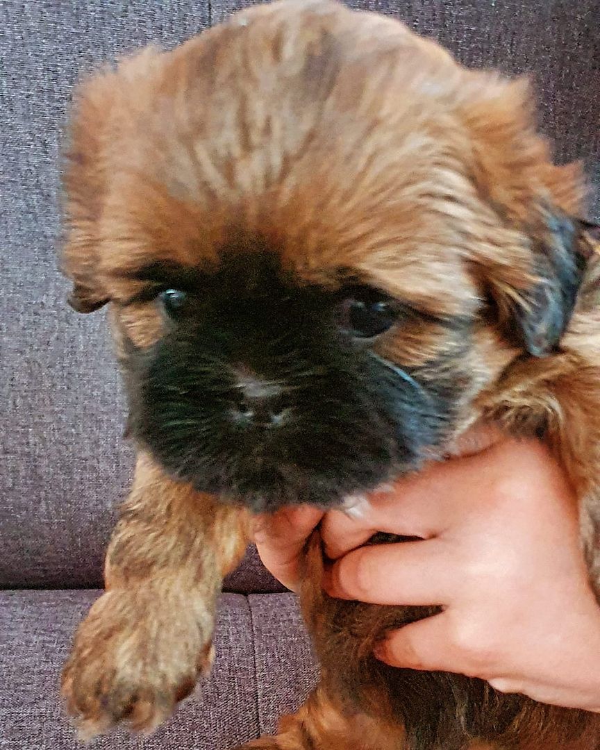 Süße Shih-Tzu Welpen Süße Shih-Tzu Welpen