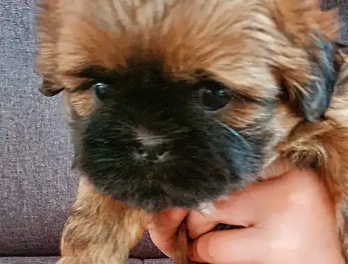 Süße Shih-Tzu Welpen