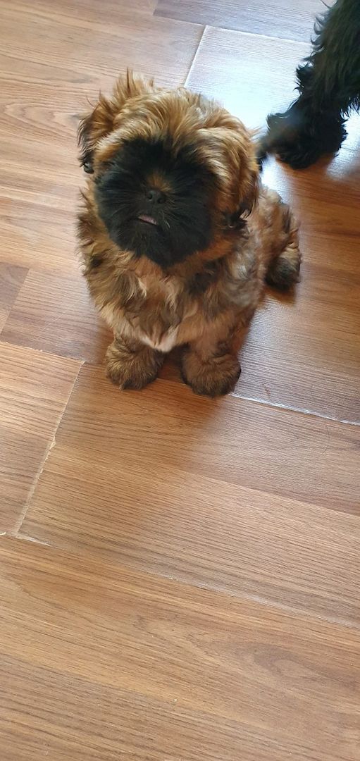 Süße Shih-Tzu Welpen Süße Shih-Tzu Welpen