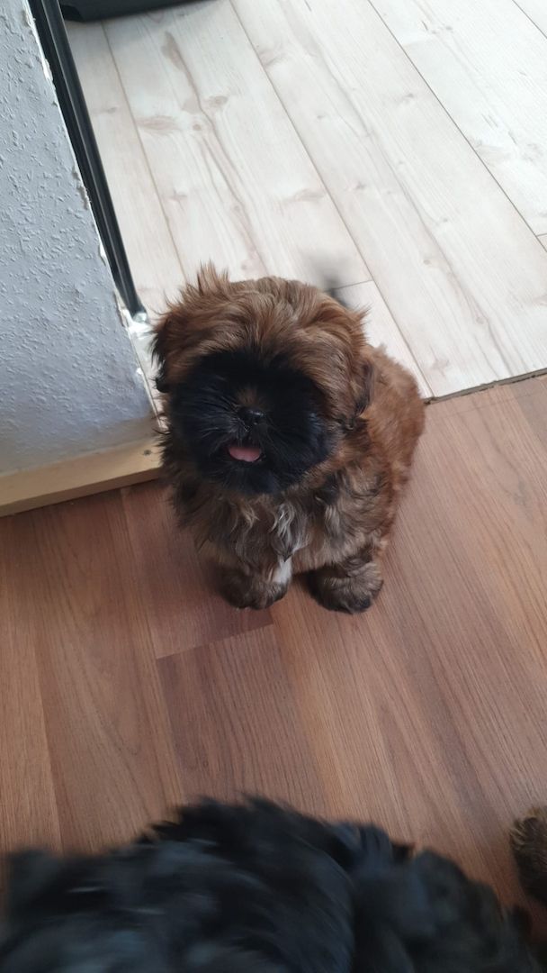 Süße Shih-Tzu Welpen Süße Shih-Tzu Welpen