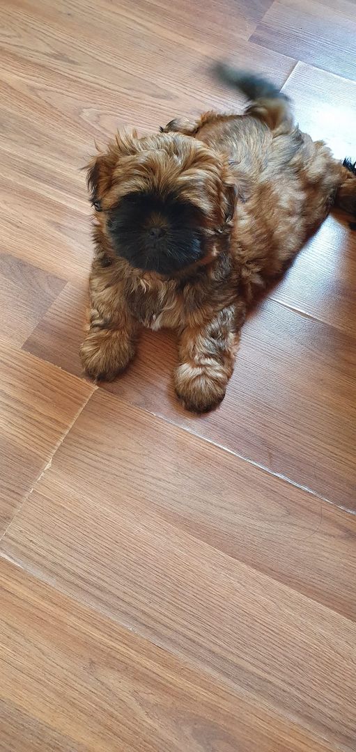 Süße Shih-Tzu Welpen Süße Shih-Tzu Welpen