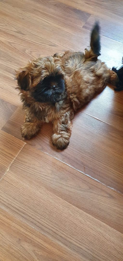 Süße Shih-Tzu Welpen Süße Shih-Tzu Welpen