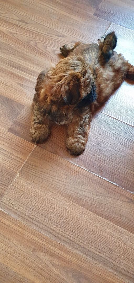 Süße Shih-Tzu Welpen Süße Shih-Tzu Welpen