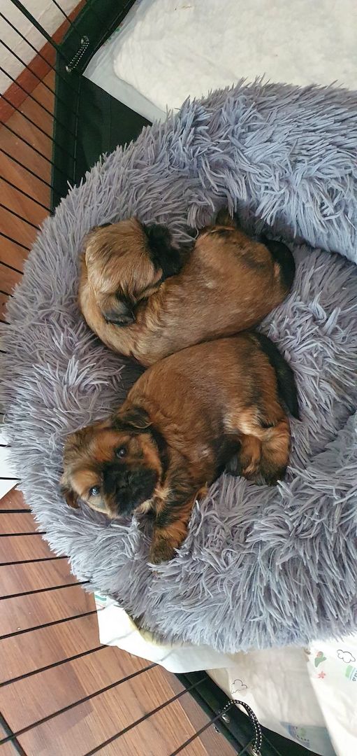 Süße Shih-Tzu Welpen Süße Shih-Tzu Welpen