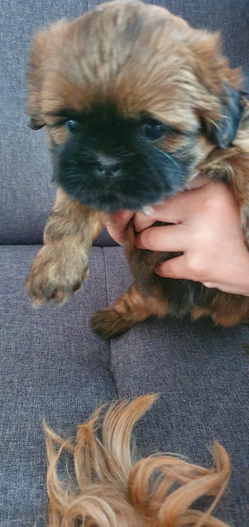 Süße Shih-Tzu Welpen Süße Shih-Tzu Welpen