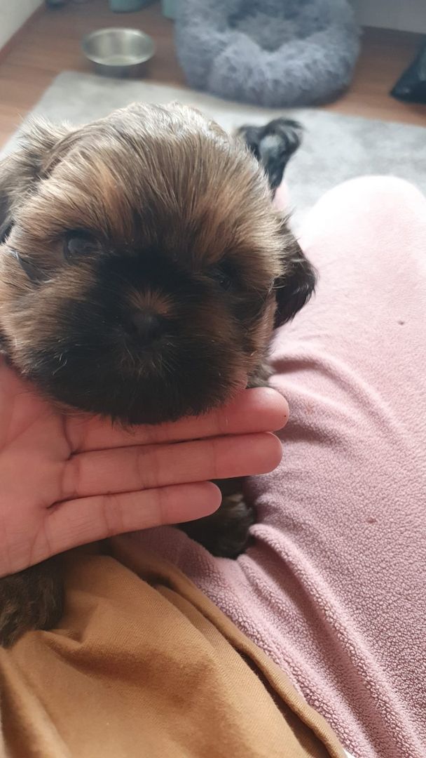 Süße Shih-Tzu Welpen Süße Shih-Tzu Welpen