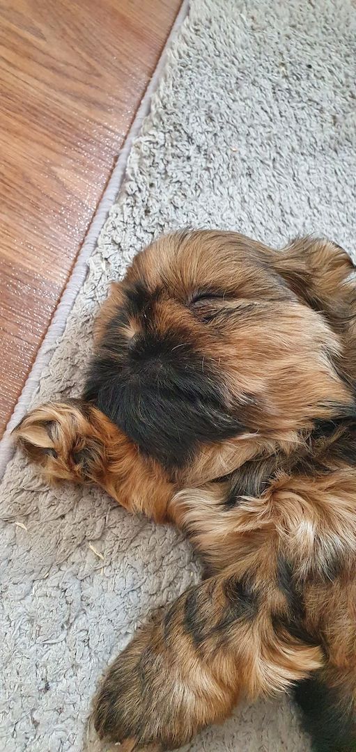 Süße Shih-Tzu Welpen Süße Shih-Tzu Welpen