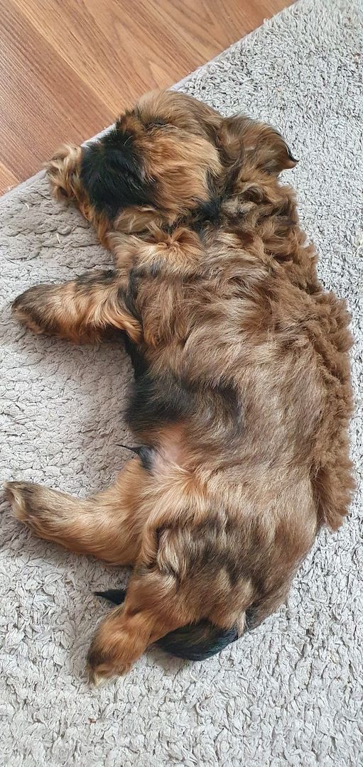 Süße Shih-Tzu Welpen Süße Shih-Tzu Welpen