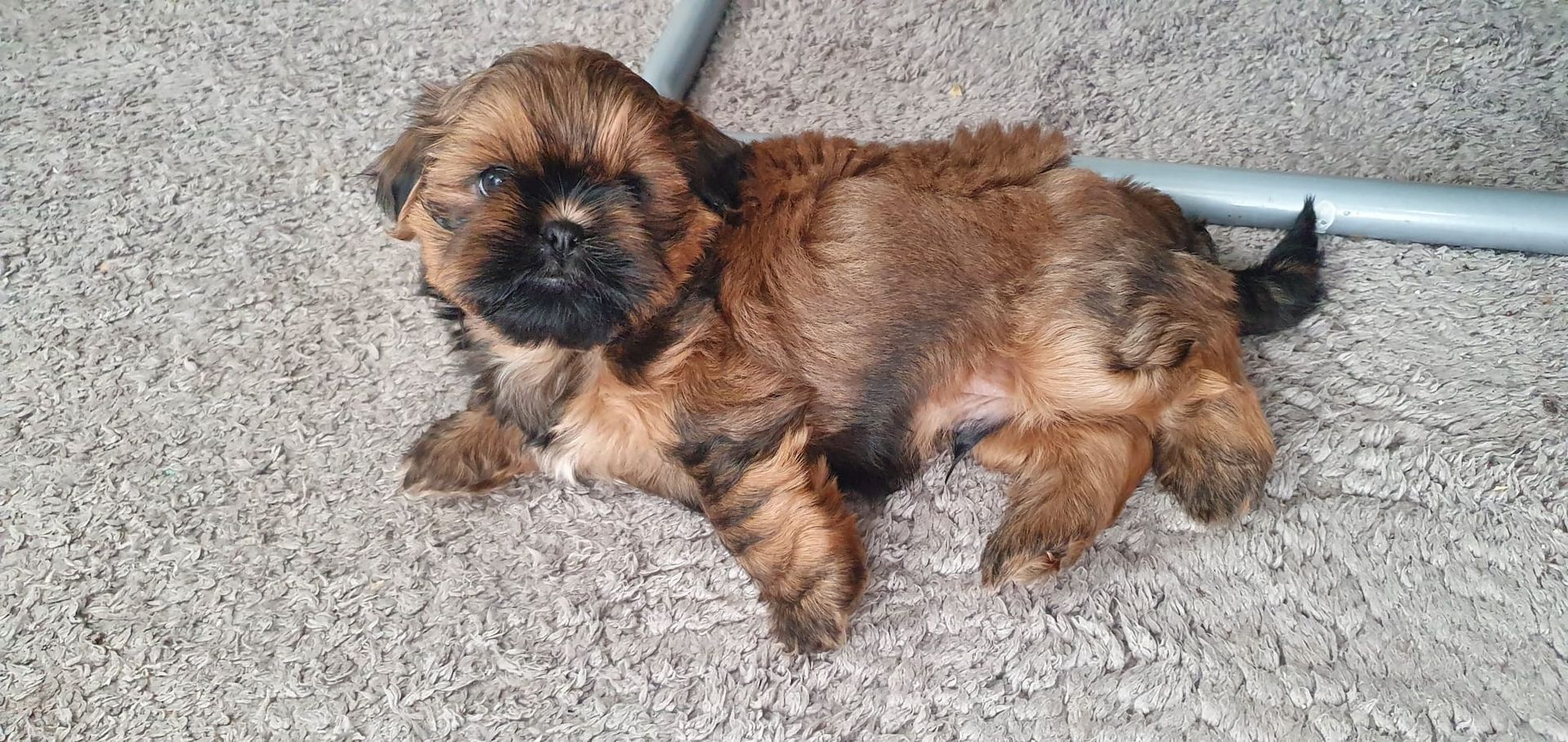 Süße Shih-Tzu Welpen Süße Shih-Tzu Welpen