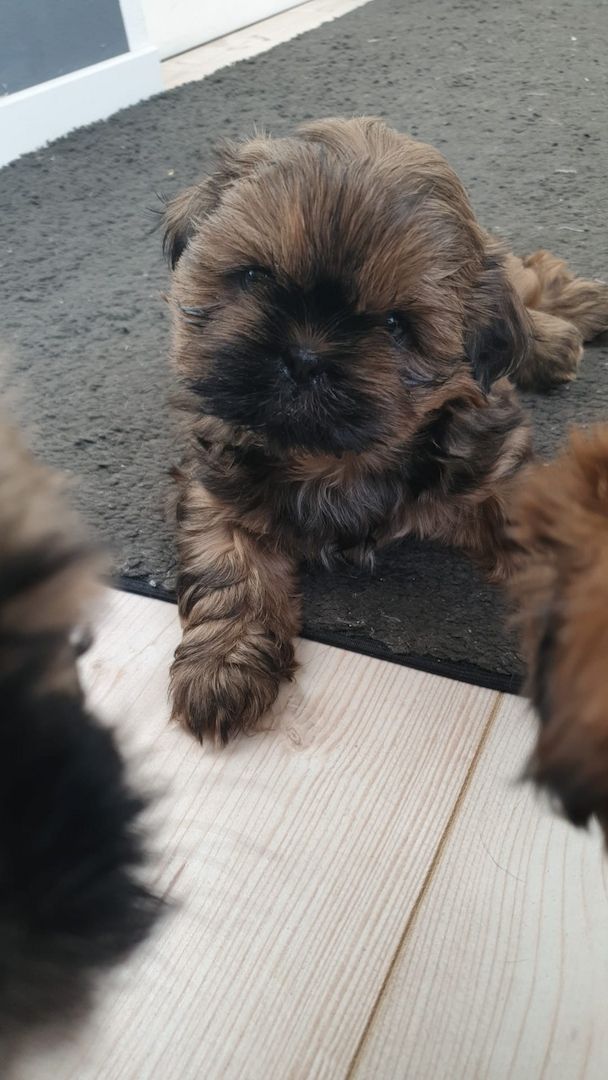 Süße Shih-Tzu Welpen Süße Shih-Tzu Welpen