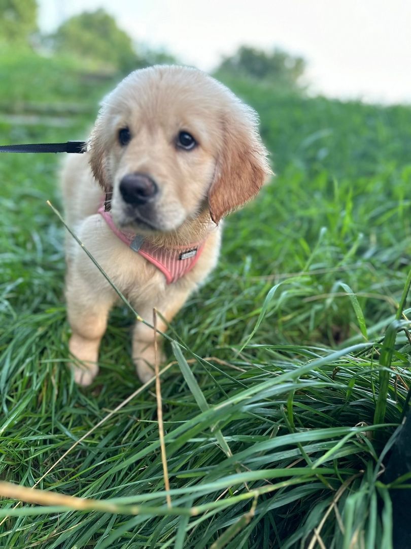 Golden Retriever Golden Retriever