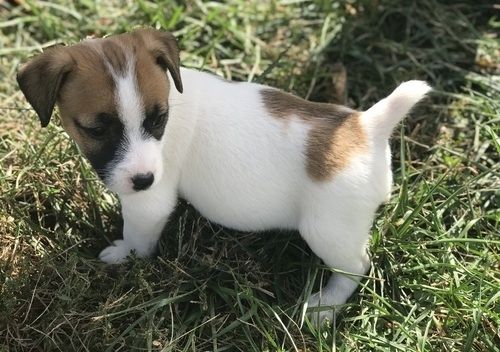 Super Jack-Russell-Terrier mit Papieren whatsapp Nummer (+37069673271) Super Jack-Russell-Terrier mit Papieren whatsapp Nummer (+37069673271)