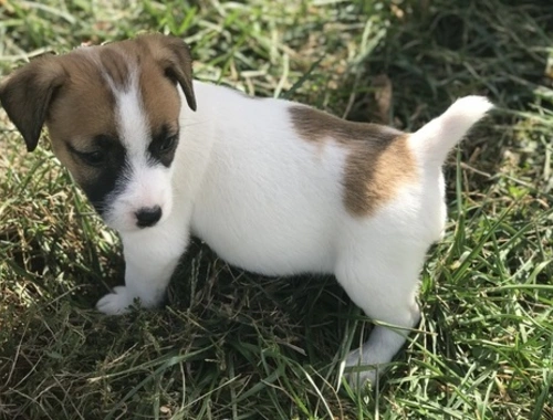 Super Jack-Russell-Terrier mit Papieren whatsapp Nummer (+37069673271)