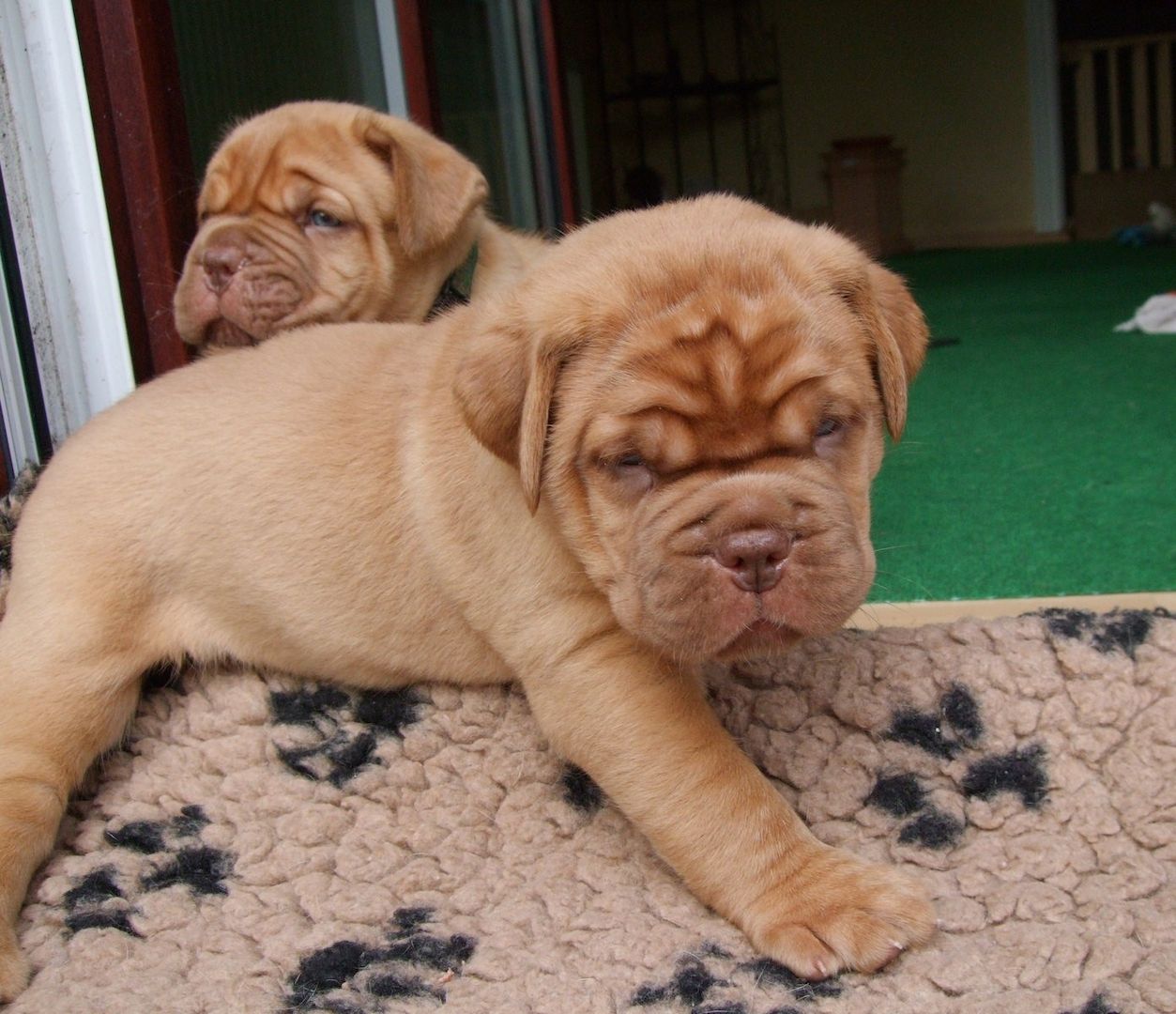 Super Bordeaux Doggen Welpen mit Papieren whatsapp Nummer (+37069673271) Super Bordeaux Doggen Welpen mit Papieren whatsapp Nummer (+37069673271)