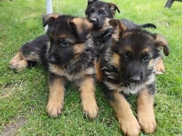Super Deutsche Schäferhundwelpen mit Papieren  whatsapp Nummer (+37069673271)