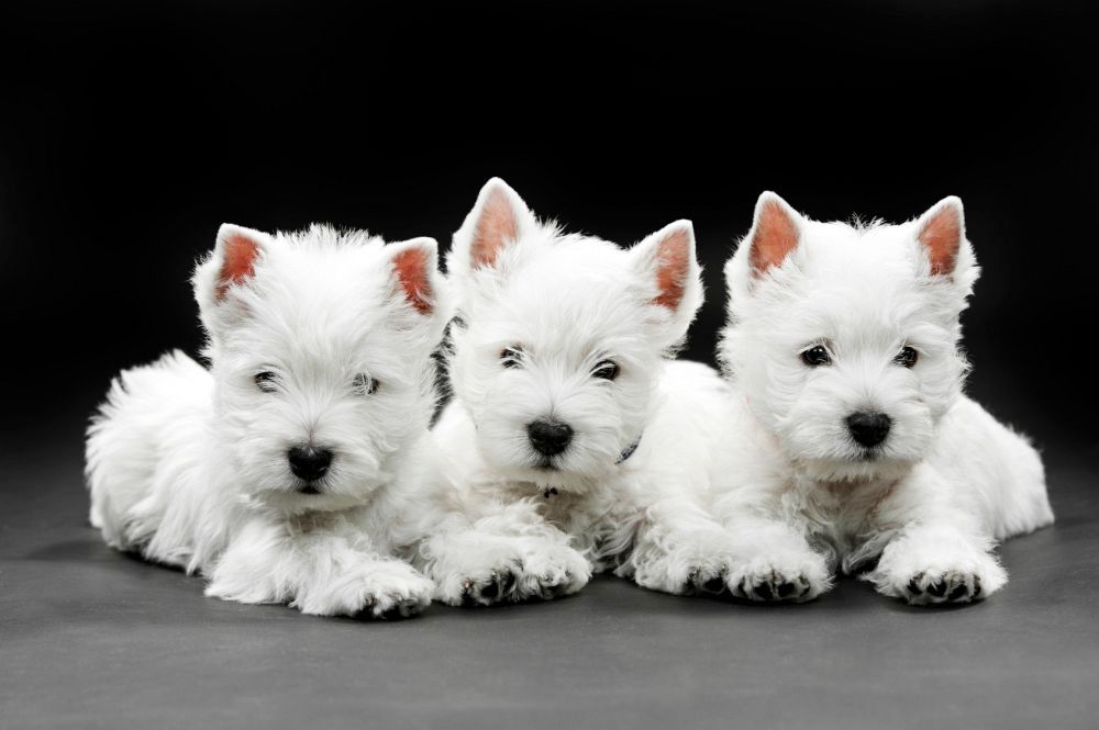 Super West Highland White Terrier Welpen whatsapp Nummer (+37069673271)