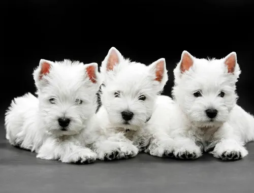 Super West Highland White Terrier Welpen whatsapp Nummer (+37069673271)