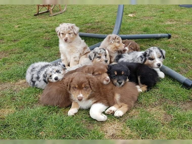 Super Australian Shepherd Babys mit ASCA Papieren whatsapp Nummer (+37069673271)