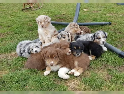 Super Australian Shepherd Babys mit ASCA Papieren whatsapp Nummer (+37069673271)