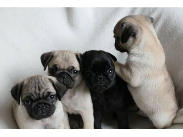 Super Mini Mops Welpen Beige und schwarz mit papieren whatsapp Nummer (+37069673271)