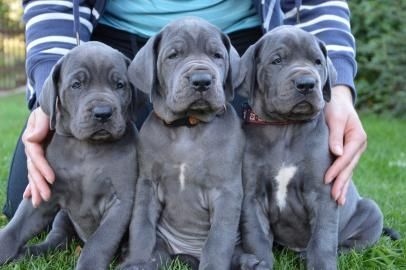 Super Deutsche Doggen Welpen mit Papieren whatsapp Nummer (+37069673271) Super Deutsche Doggen Welpen mit Papieren whatsapp Nummer (+37069673271)