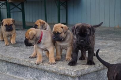 Super Bullmastiff Welpen mit Ahnentafel whatsapp Nummer (+37069673271) Super Bullmastiff Welpen mit Ahnentafel whatsapp Nummer (+37069673271)
