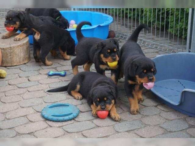 Super ADRK Rottweilerwelpen abzugeben mit Papieren whatsapp Nummer (+37069673271) Super ADRK Rottweilerwelpen abzugeben mit Papieren whatsapp Nummer (+37069673271)