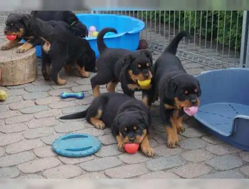 Super ADRK Rottweilerwelpen abzugeben mit Papieren whatsapp Nummer (+37069673271)