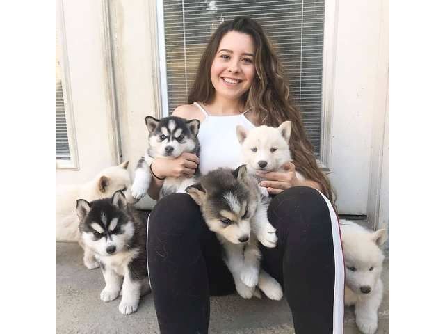 Super Siberian Husky Welpen mit papieren whatsapp Nummer (+37069673271) Super Siberian Husky Welpen mit papieren whatsapp Nummer (+37069673271)