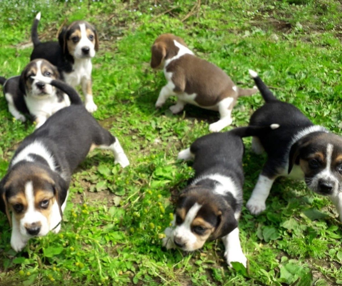 Super Beagle Welpen mit Papiere  whatsapp Nummer (+37069673271) Super Beagle Welpen mit Papiere  whatsapp Nummer (+37069673271)