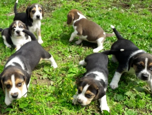 Super Beagle Welpen mit Papiere  whatsapp Nummer (+37069673271)