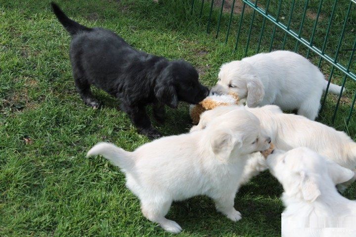 Super Labrador Retriever Welpen whatsapp Nummer (+4915175763005)