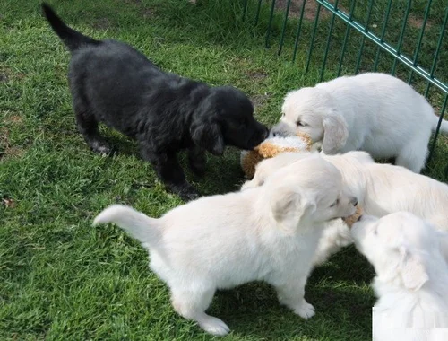 Super Labrador Retriever Welpen whatsapp Nummer (+4915175763005)