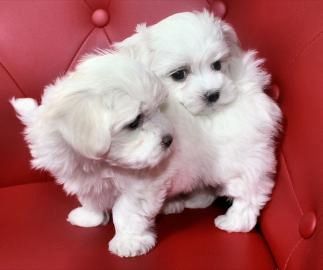 Super Mini Malteser Babys Welpen mit papieren whatsapp Nummer (+37069673271)