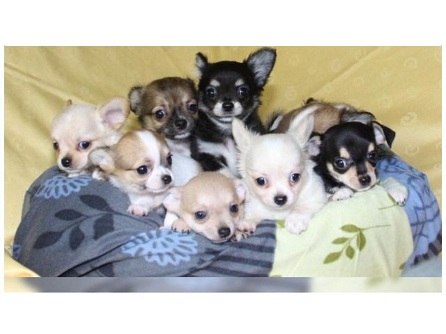 Super Mini Chihuahua Babys  mit papieren whatsapp Nummer (+37069673271)