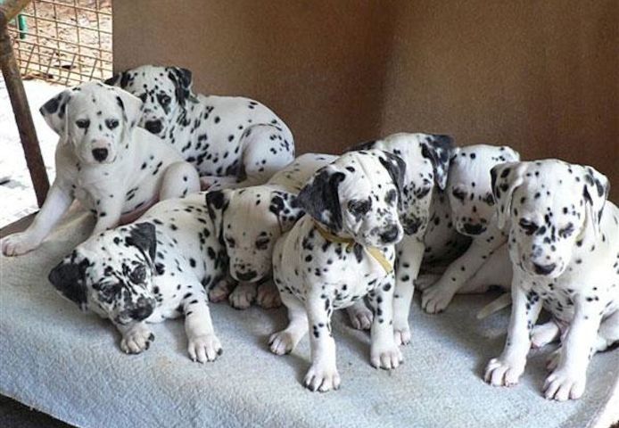 Super Dalmatiner Welpen aus VDH-Zucht WhatsApp Nummer (+37069673271)