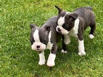 Super Boston Terrier Welpen mit papieren whatsapp Nummer (+37069673271)