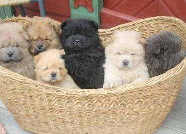 Super Chow Chow Welpen  mit papieren whatsapp Nummer (+37069673271) Super Chow Chow Welpen  mit papieren whatsapp Nummer (+37069673271)