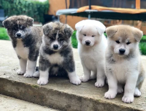 Super Akita Inu welpen 4 Jungs und 3 Mädchen mit papieren whatsapp Nummer (+37069673271)