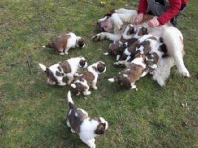 Super Bernhardiner Welpen  mit papieren whatsapp Nummer (+37069673271) Super Bernhardiner Welpen  mit papieren whatsapp Nummer (+37069673271)