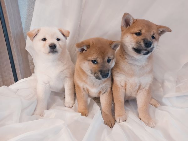 Super Shiba inu welpen mit Papieren whatsapp Nummer (+37069673271)