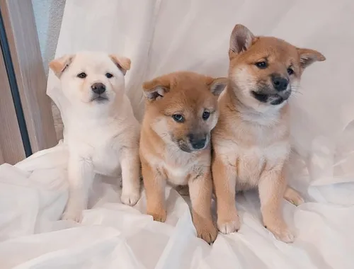 Super Shiba inu welpen mit Papieren whatsapp Nummer (+37069673271)