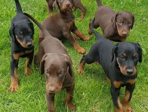 Super Dobermann Welpen mit Papieren whatsapp Nummer (+37069673271)