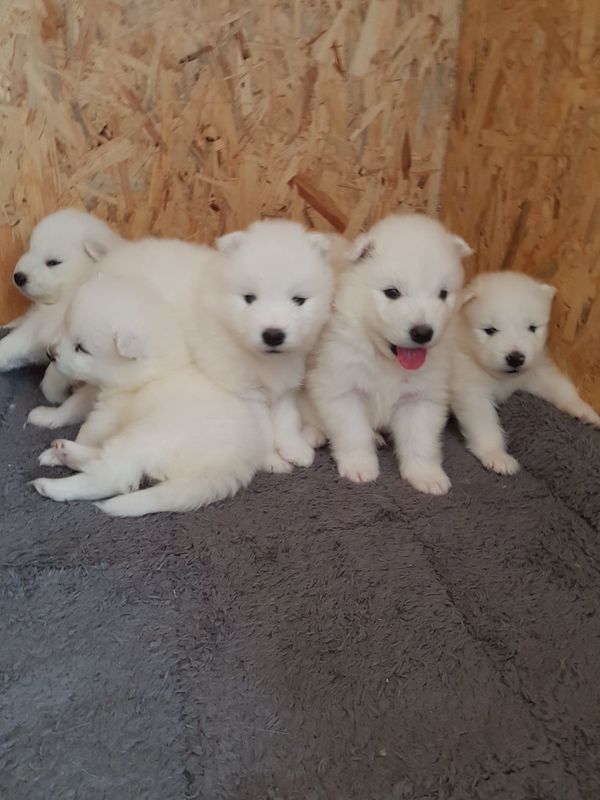 Super Samojede Welpen  mit Papieren whatsapp Nummer (+37069673271)