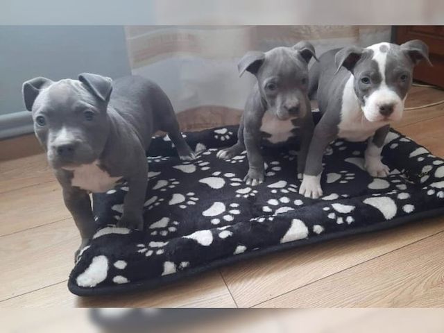 Super Blueline welpen American Pitbull Terrier whatsapp Nummer (+37069673271) Super Blueline welpen American Pitbull Terrier whatsapp Nummer (+37069673271)