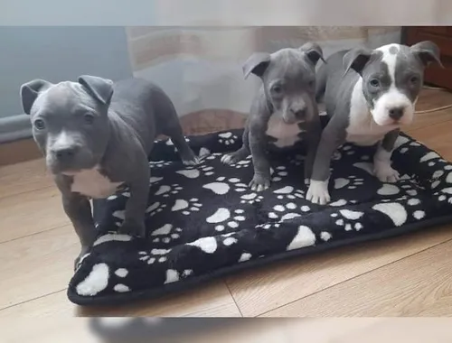 Super Blueline welpen American Pitbull Terrier whatsapp Nummer (+37069673271)