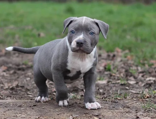 Super American Welpen Blue-Line Pit Bull Terrier whatsapp Nummer (+37069673271)