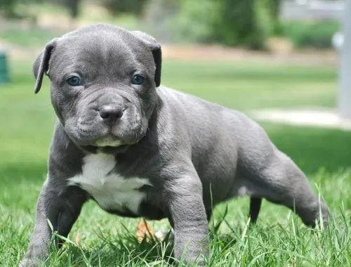 Super American Blue-Line Pit Bull Terrier Welpen  whatsapp Nummer (+37069673271)